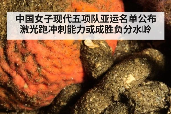 中国女子现代五项队亚运名单公布 激光跑冲刺能力或成胜负分水岭